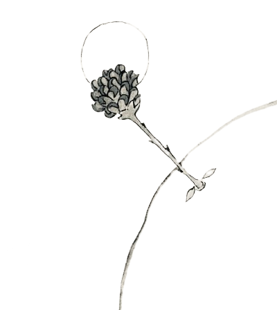 Die Rose